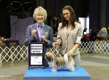 Judging the Shih Tzu: Judge's Insights – Showsight Magazine