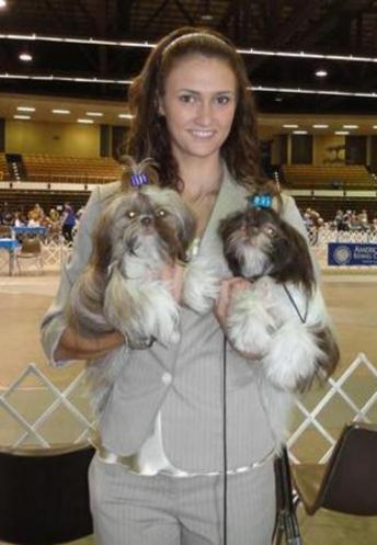 Judging the Shih Tzu: Judge's Insights – Showsight Magazine