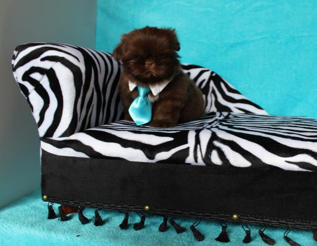 Boots, a Shih Tzu graduate of Shihtzu Factory