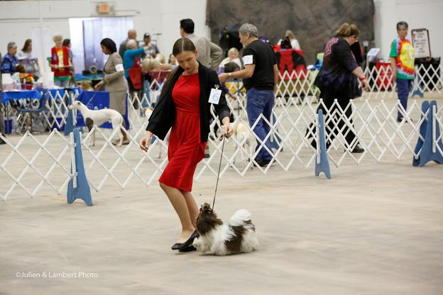 Ruffles, a Shih Tzu, in the show ring at the Abilene Texas AKC show, May 2016