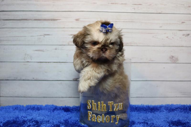 Hootie, a tiny Shih Tzu graduate of Shihtzu Factory
