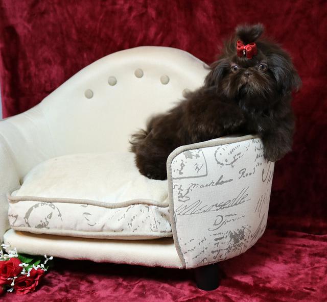 Mercedes, a chocolate Shih Tzu graduate of Shihtzu Factory