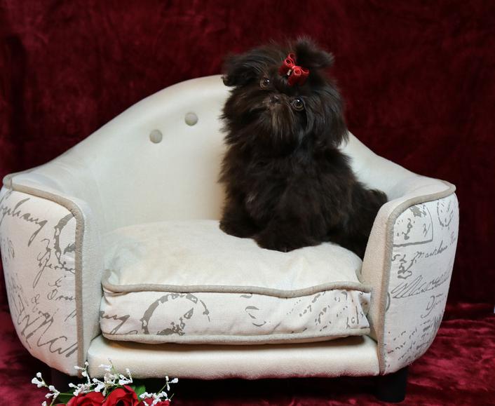 Mercedes, a chocolate Shih Tzu — portrait of one of the dogs at Shihtzu Factory in Abilene Texas