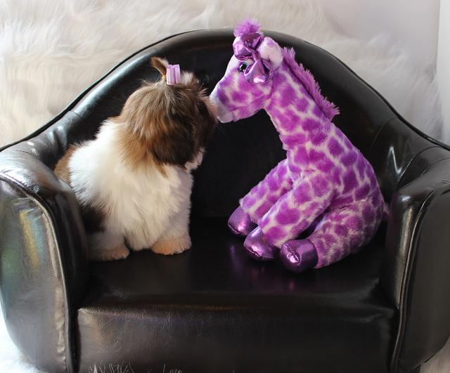 Prada, a Shih Tzu graduate of Shihtzu Factory