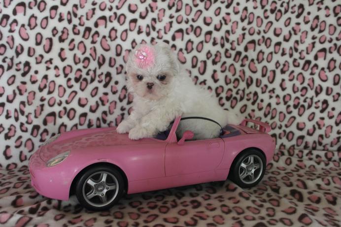 Snow, a tiny white Shih Tzu graduate of Shihtzu Factory