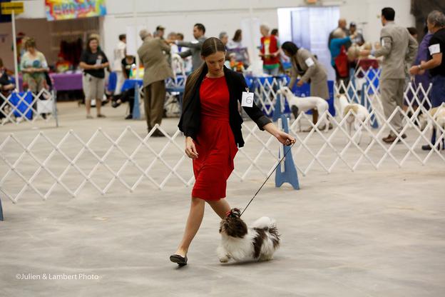 A young Shih Tzu show prospect on the table at the Abilene Texas AKC show, May 2016