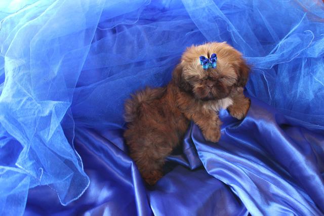Rojo, a Shih Tzu graduate of Shihtzu Factory