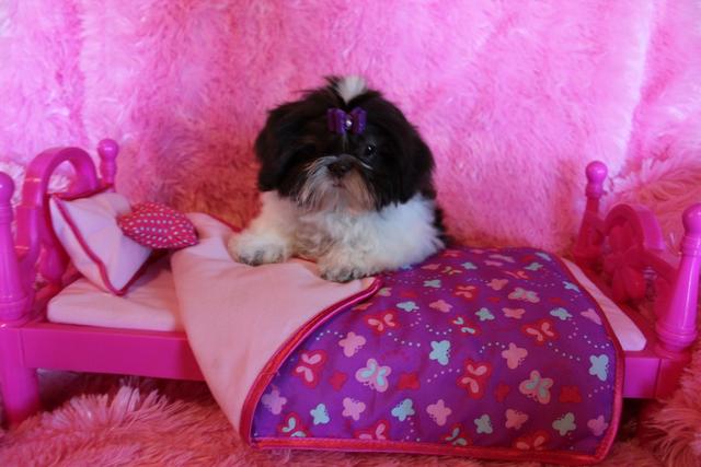 Baby Marko, a Shih Tzu puppy graduate of Shihtzu Factory