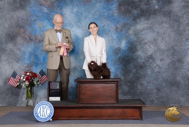 A chocolate Shih Tzu puppy from Shihtzu Factory taking Beginner Puppy Group First at an AKC show