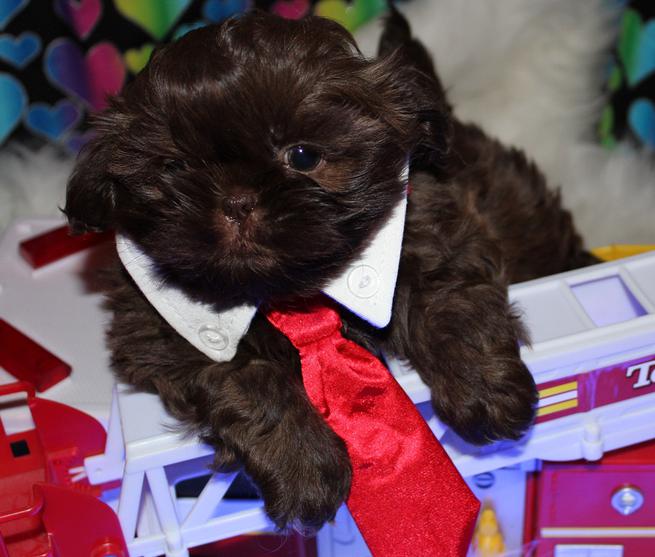 Chewy, a chocolate Shih Tzu from Shihtzu Factory, held ringside with a fan of ribbons after a show win