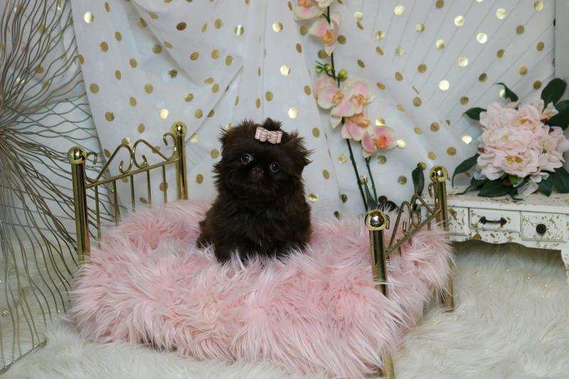 Gucci, a tiny dark-chocolate Shih Tzu