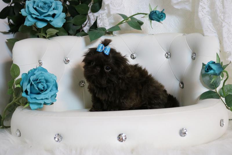 Parsley, a tiny solid-chocolate Shih Tzu puppy at 12 weeks